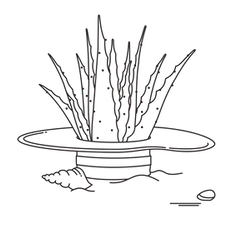 Flax Mythos Aloe Illustration Aloe