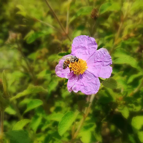 Flax Mythos Heroes: Labdanum