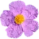 Labdanum Cistus