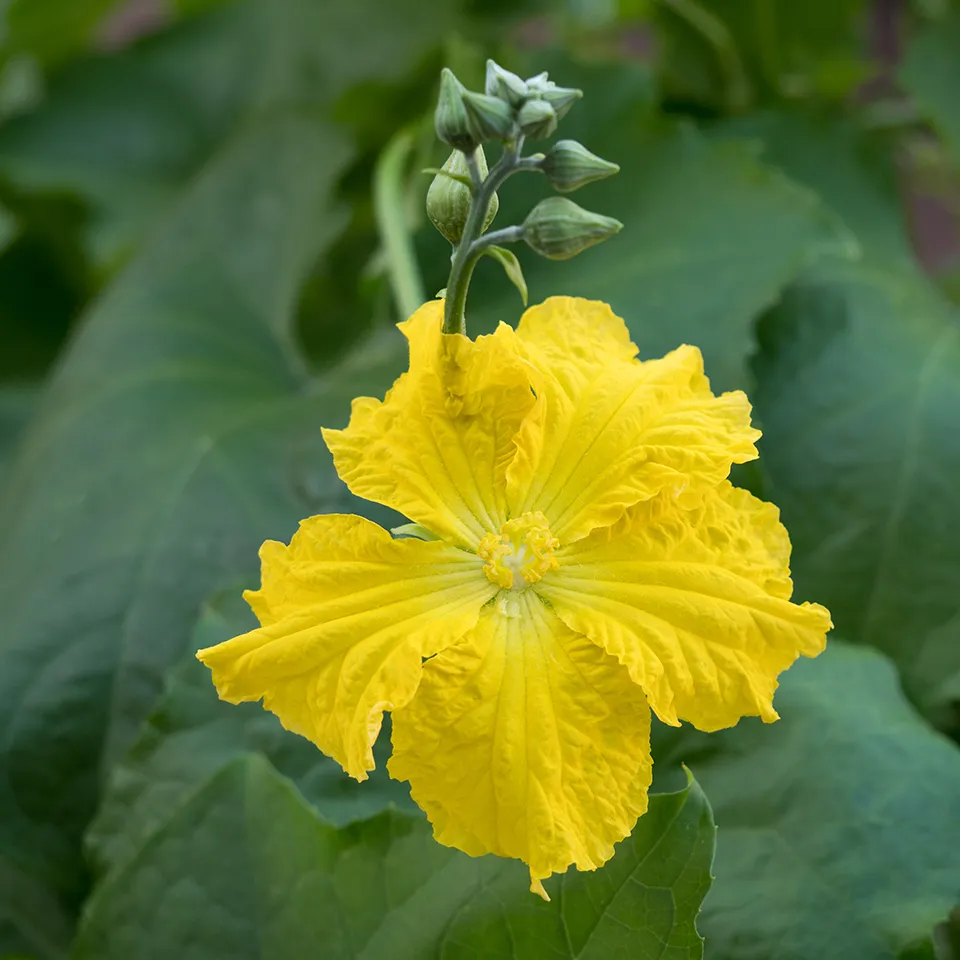 Flax Lifoplus Loofah Flower
