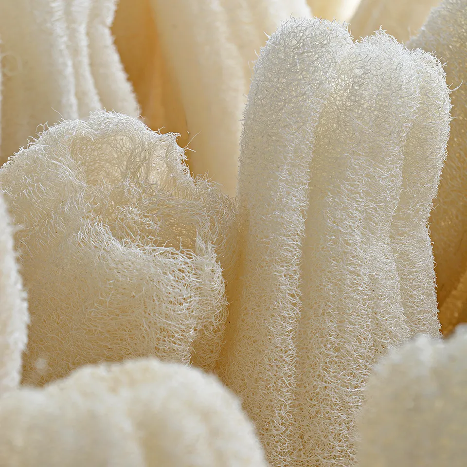 Flax Lifoplus Loofah Sponges