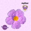 mythos-labdanum-1