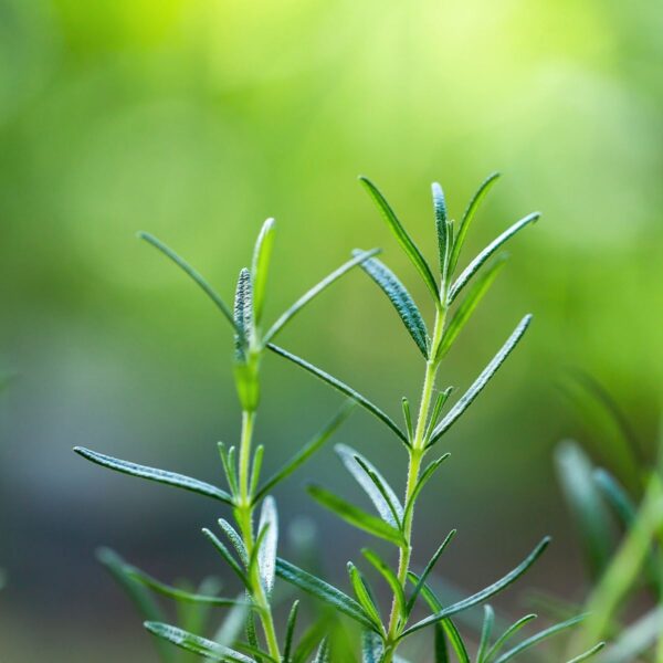 cleanskin-soap-rosemary-1 cleanskin-soap-rosemary-1