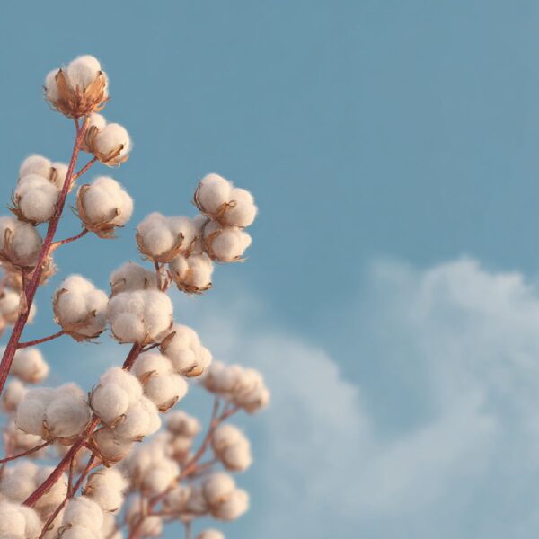 mythos-butter-cotton-1 mythos-butter-cotton-1